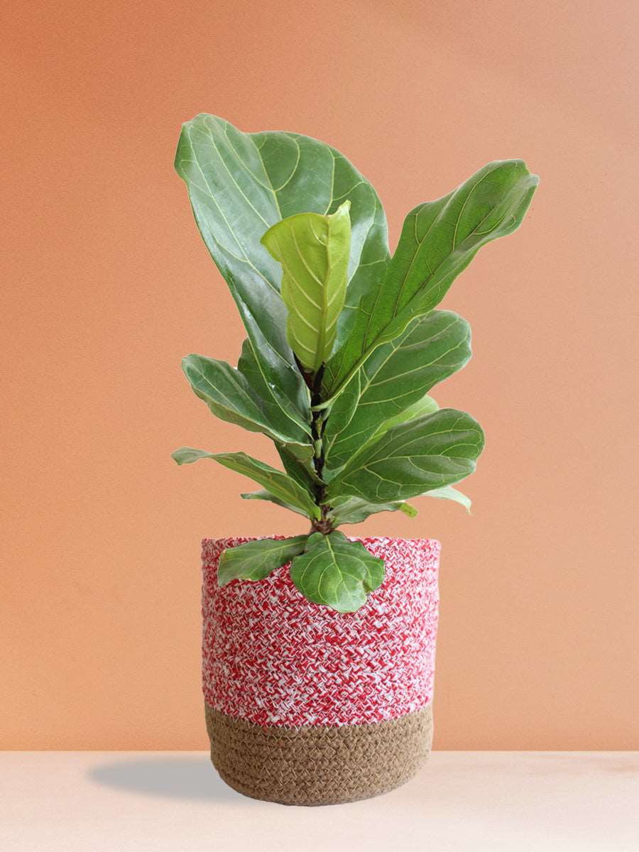 Fiddle Leaf Fig (Large)