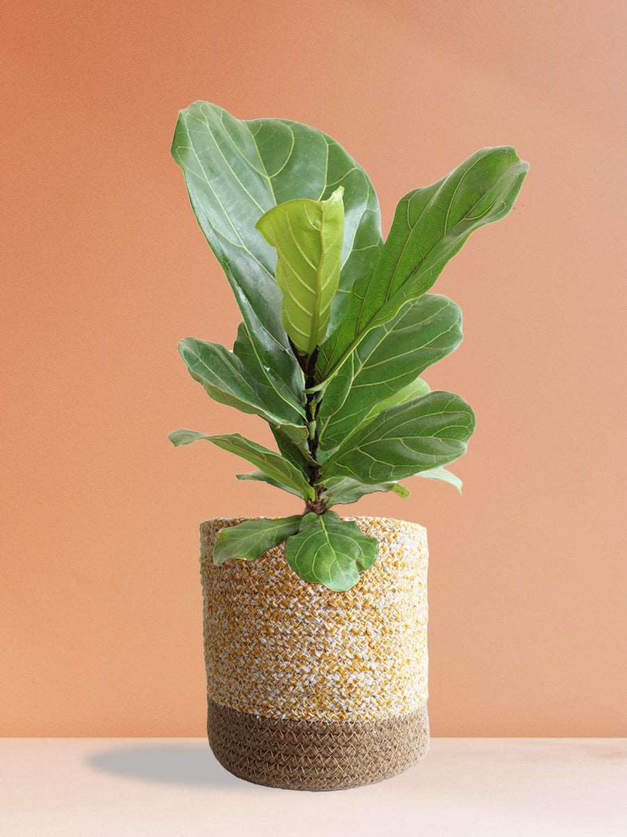 Fiddle Leaf Fig (Large)