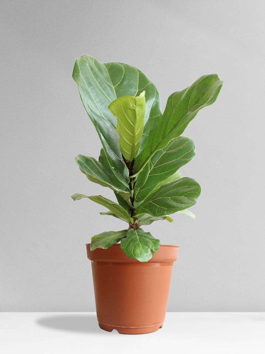 Fiddle Leaf Fig (Large)