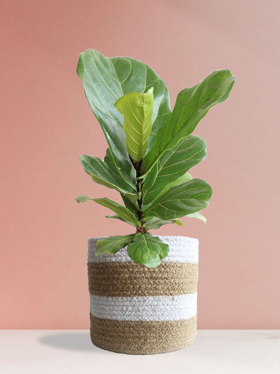 Fiddle Leaf Fig (Large)