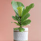 Fiddle Leaf Fig (Large)