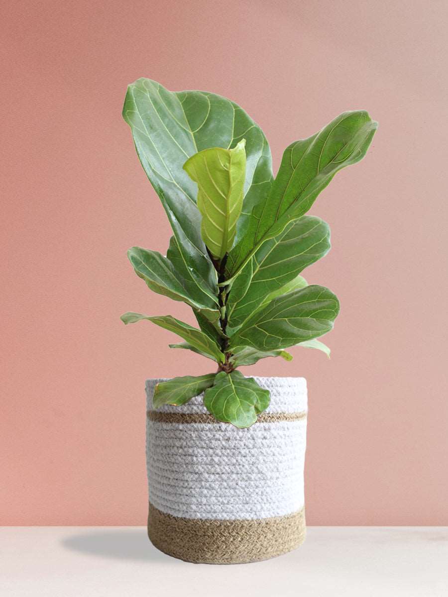 Fiddle Leaf Fig (Large)