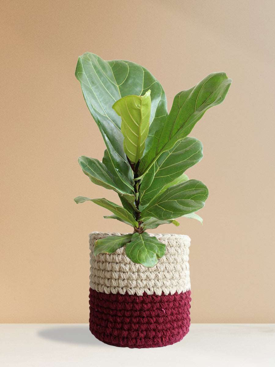 Fiddle Leaf Fig (Large)