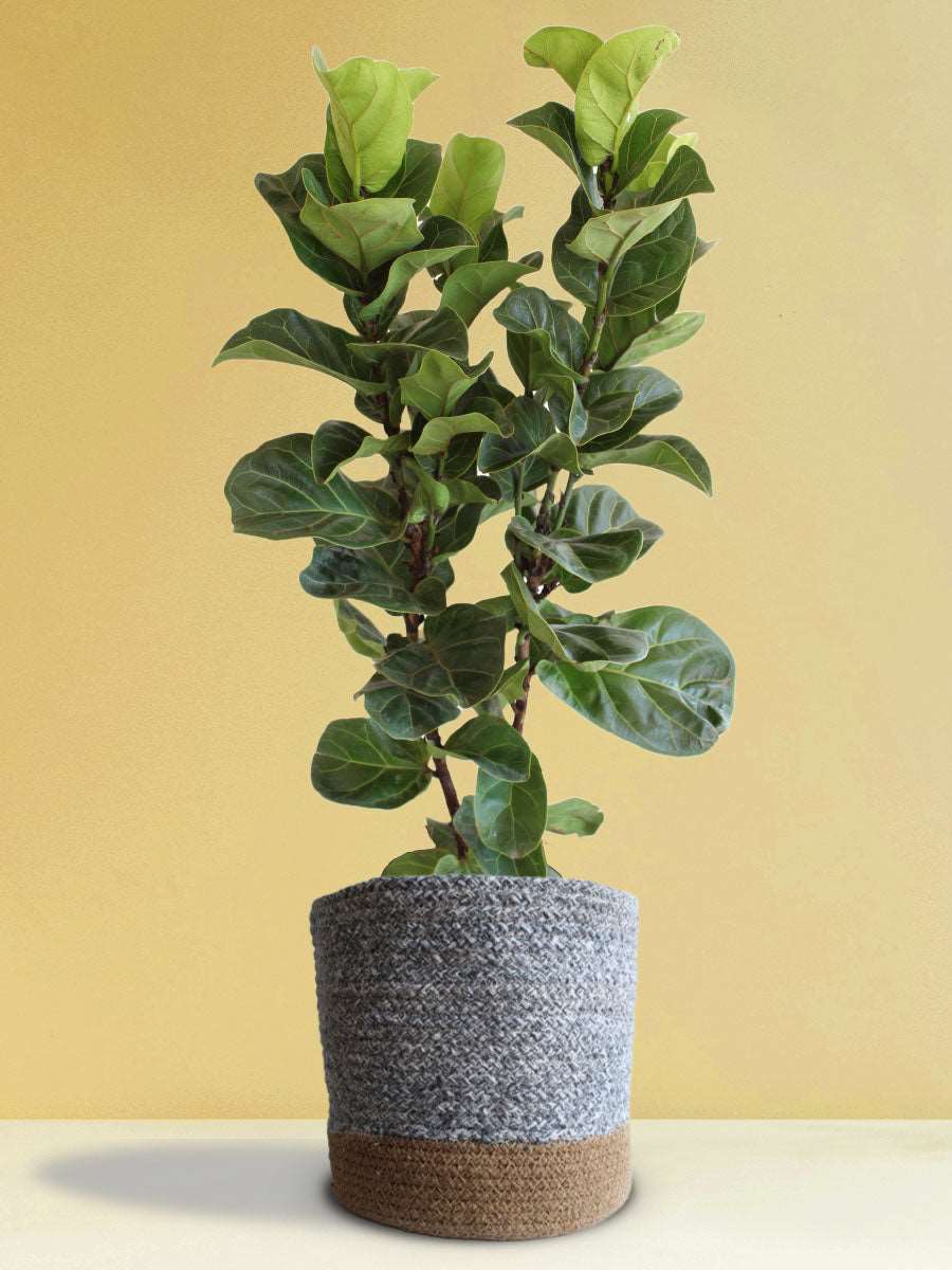 fiddle leaf fig vastu Fiddle Leaf-Fig (X-Large)