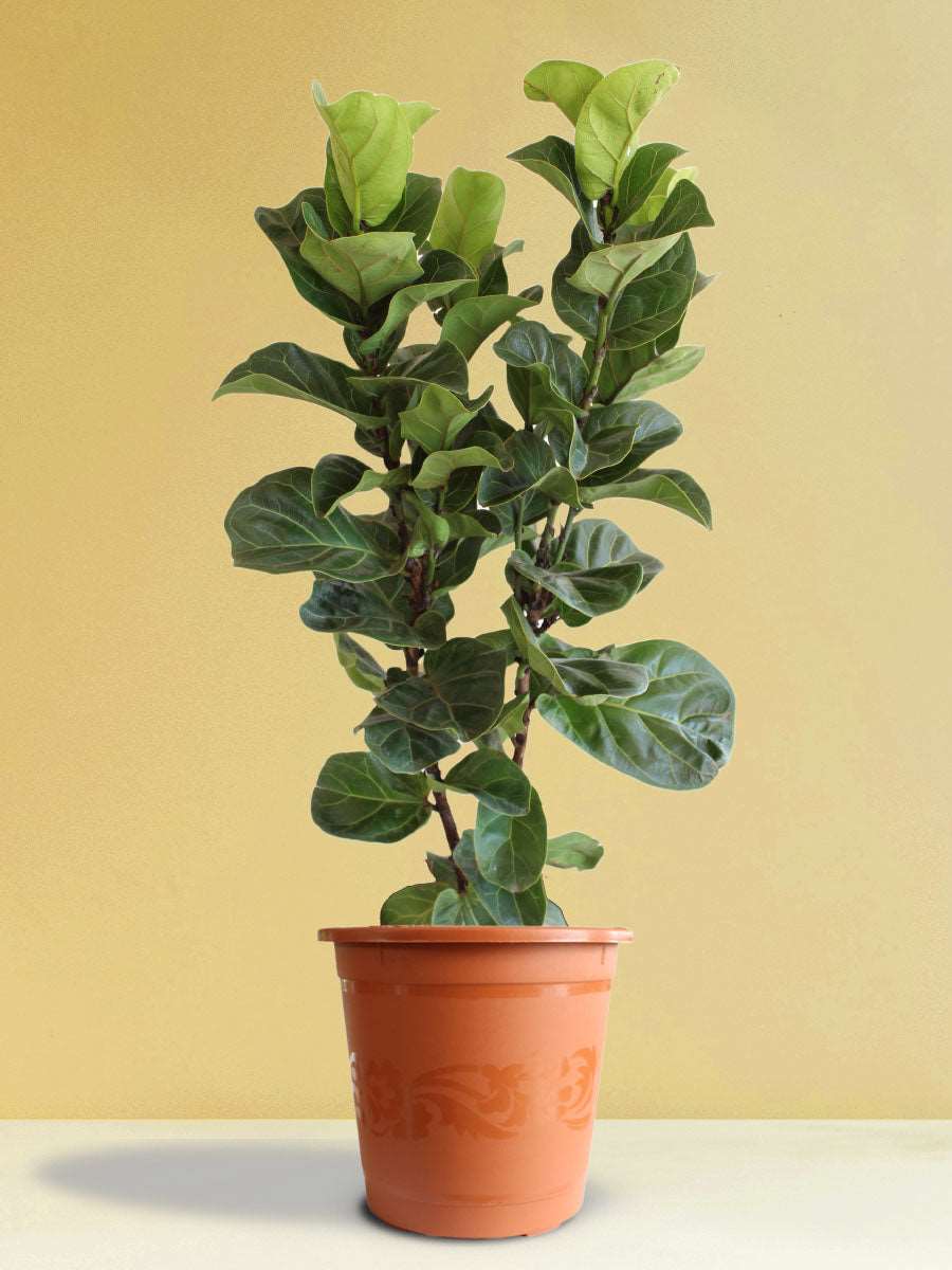 Fiddle Leaf-Fig (X-Large)