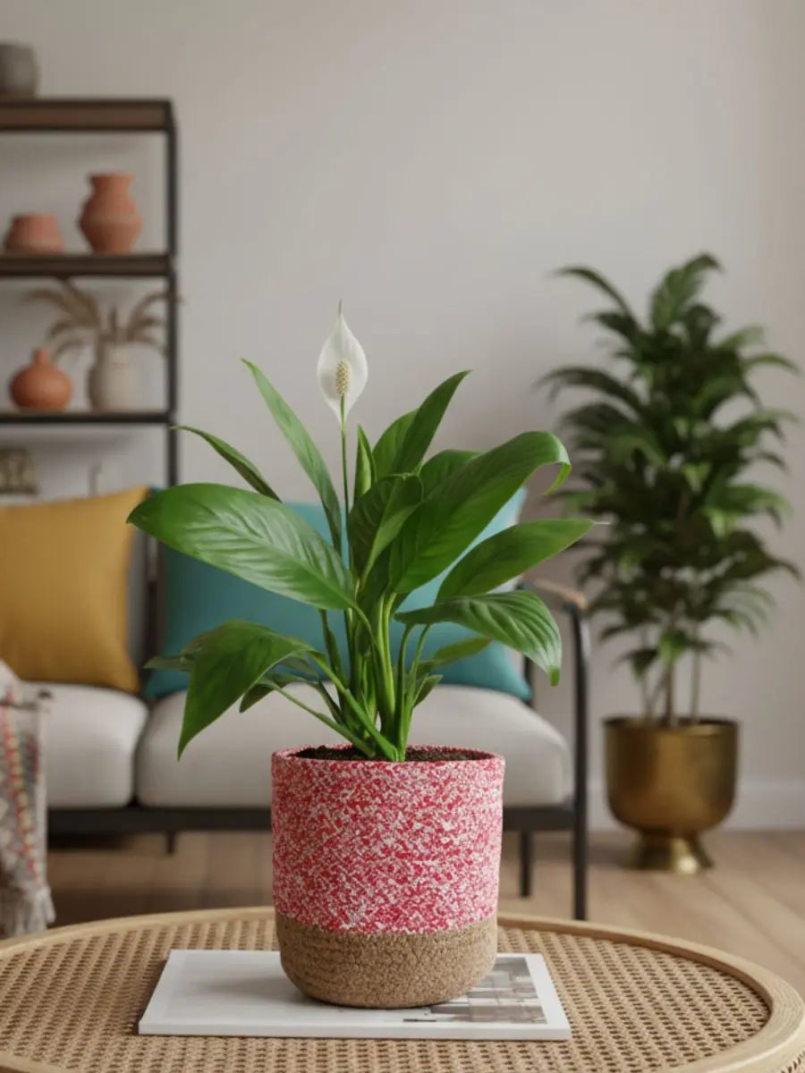 Buy indoor flowering plants online for your home
