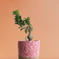 Ficus Bonsai Ginseng (Medium)