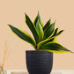 Lotus Golden Snake Plant (Small) in Eco Pot