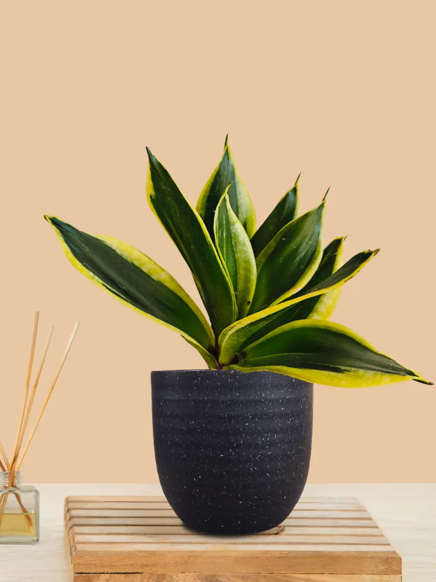 Lotus Golden Snake Plant (Small) in Eco Pot