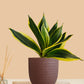 Lotus Golden Snake Plant (Small) in Eco Pot