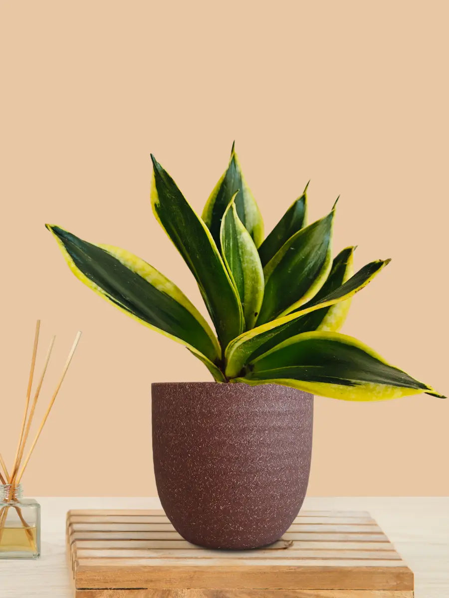 Lotus Golden Snake Plant (Small) in Eco Pot