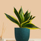 Lotus Golden Snake Plant (Small) in Eco Pot