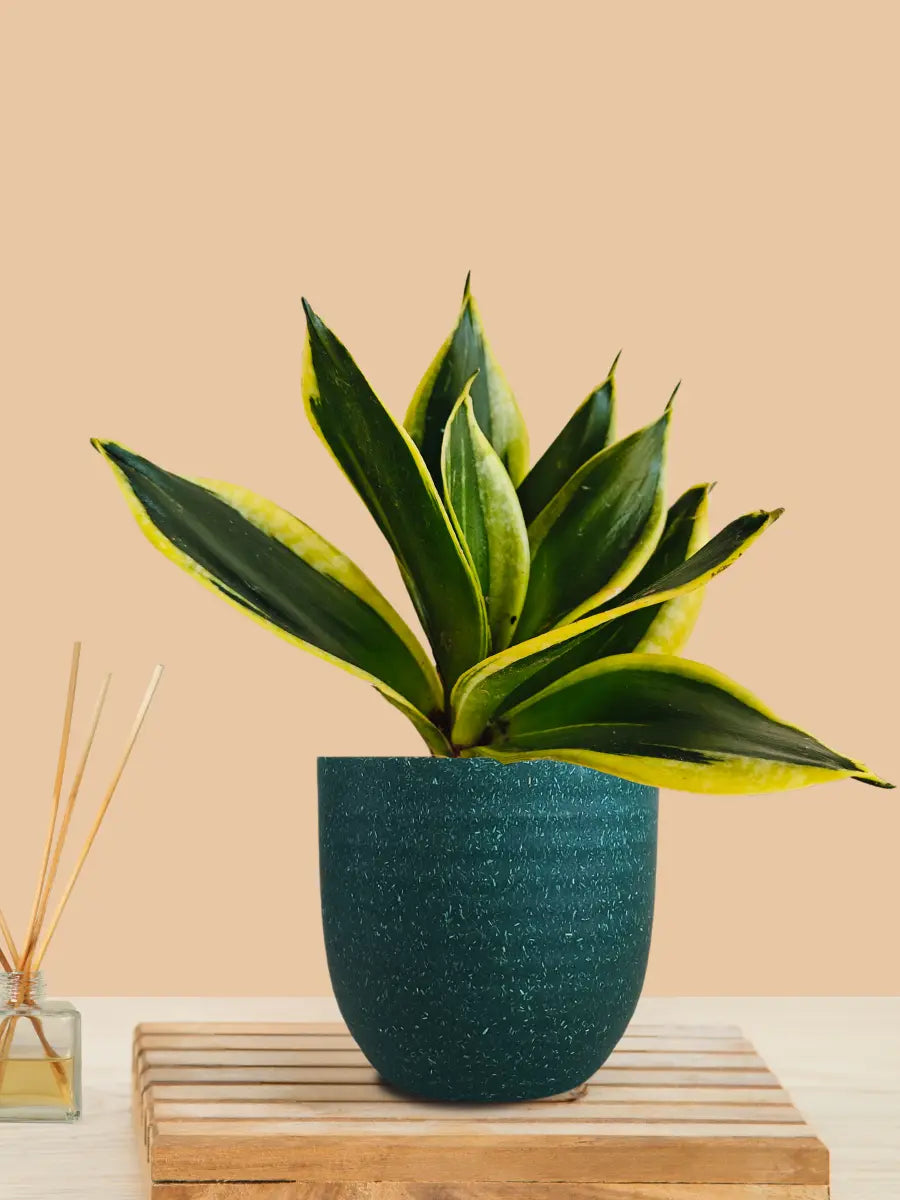 Lotus Golden Snake Plant (Small) in Eco Pot