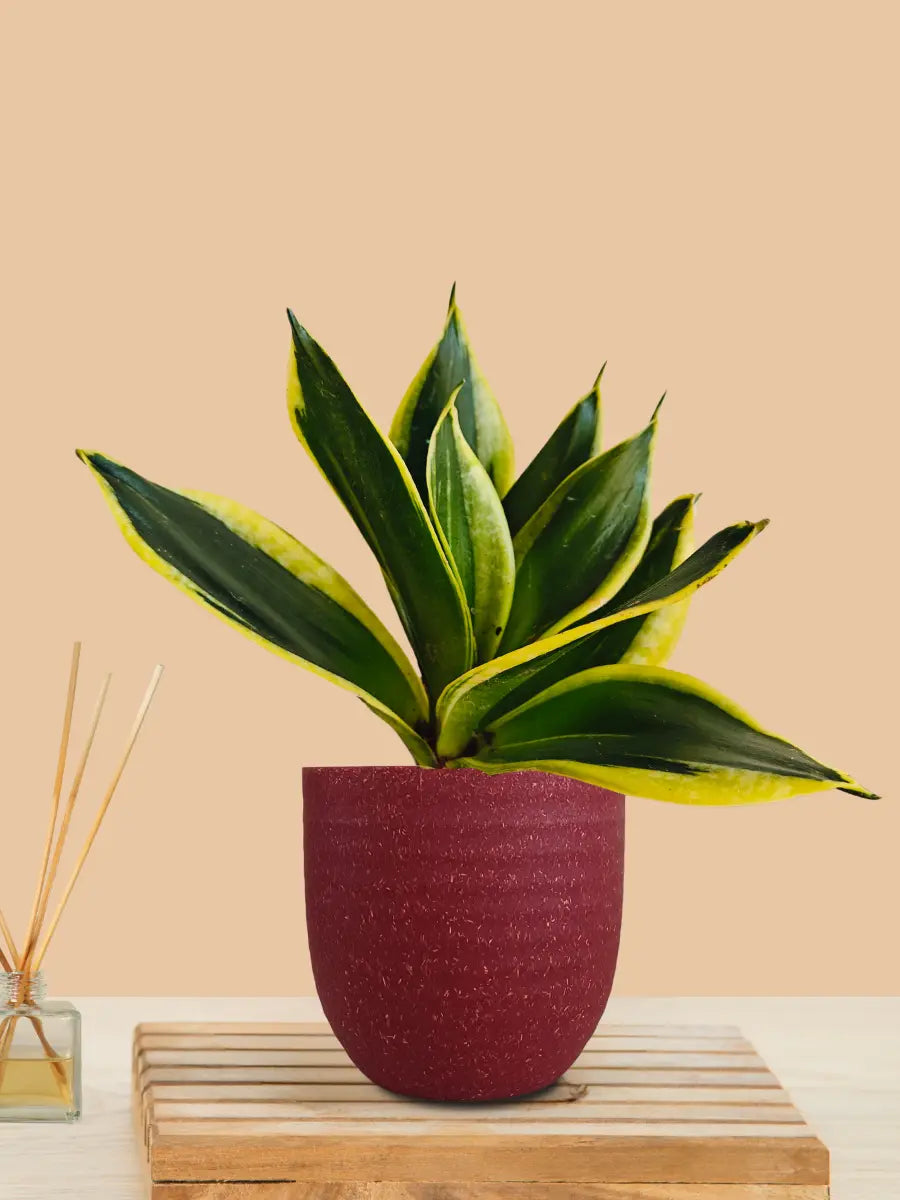 Lotus Golden Snake Plant (Small) in Eco Pot