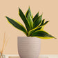 Lotus Golden Snake Plant (Small) in Eco Pot