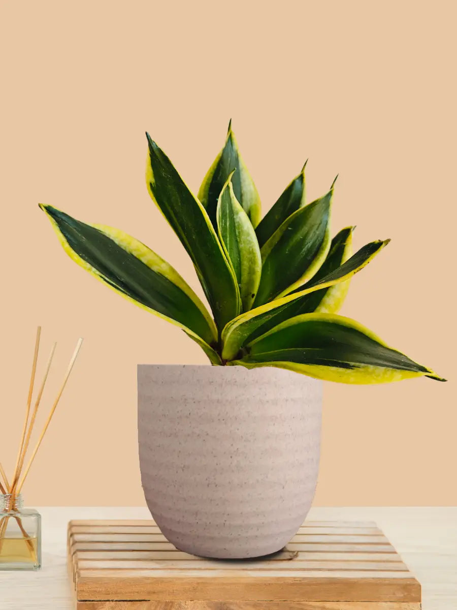 Lotus Golden Snake Plant (Small) in Eco Pot