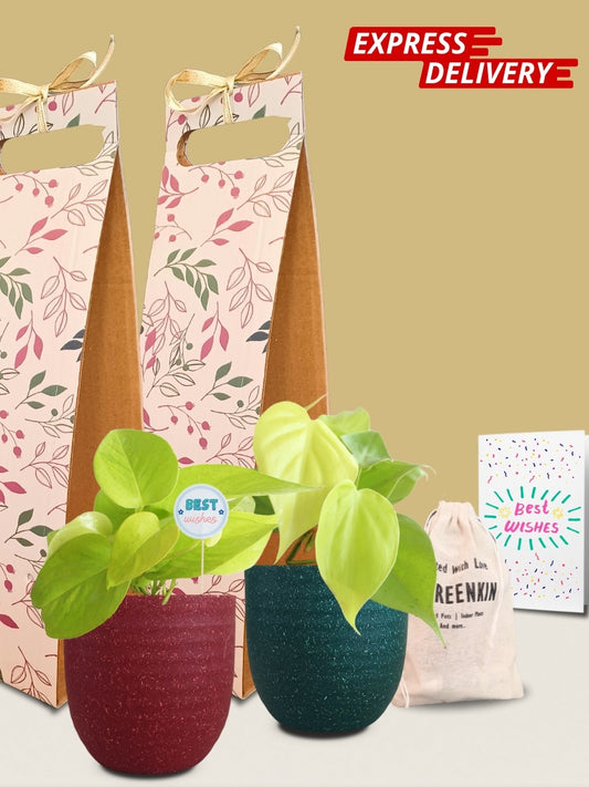 Golden Plants Combo Gift in Eco Pots (Small)