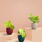 Good Luck Golden Air-Purifying Plants Combo (Small)