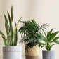 air purifying plants to promote better sleep