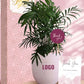 green and beautiful indoor plants for business gift ideas