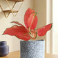 Aglaonema Cherry Pink Plant (Medium)