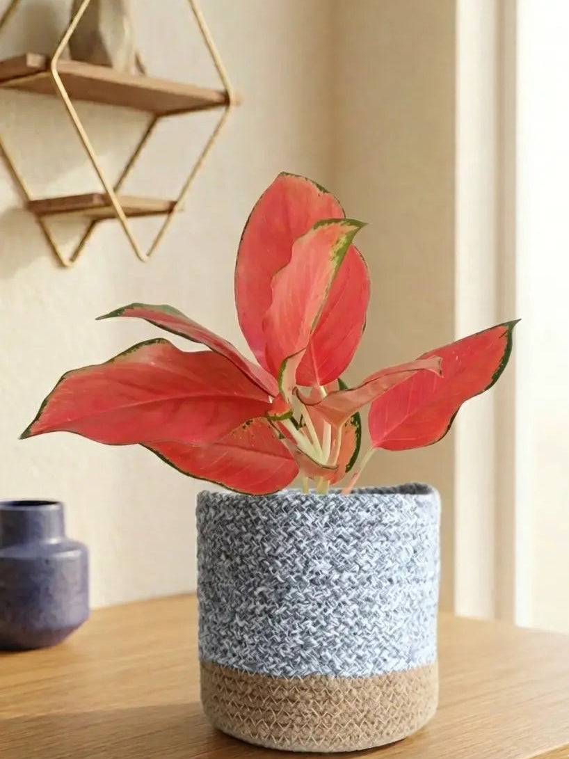 Aglaonema Cherry Pink Plant (Medium)