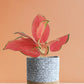 Aglaonema Cherry Pink Plant (Medium)