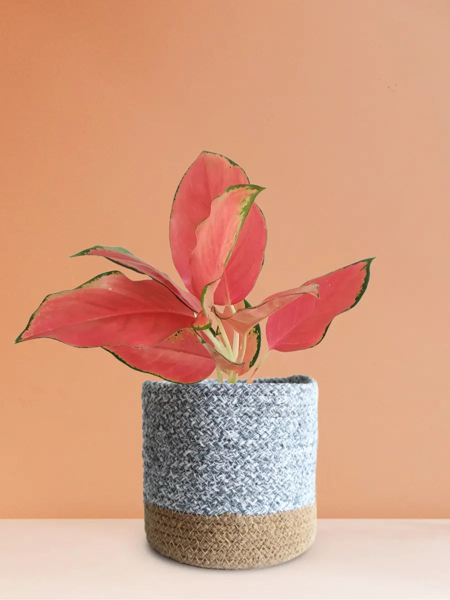 Aglaonema Cherry Pink Plant (Medium)