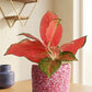 Aglaonema Cherry Pink Plant (Medium)