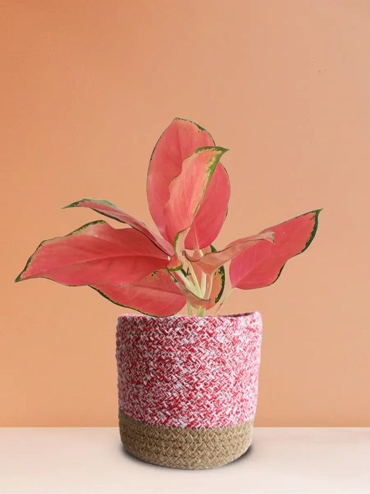 Aglaonema Cherry Pink Plant (Medium)