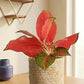 Aglaonema Cherry Pink Plant (Medium)