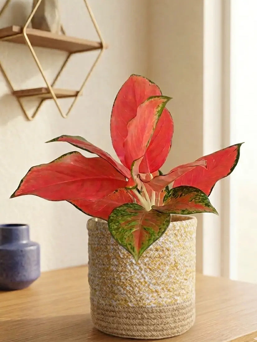 Aglaonema Cherry Pink Plant (Medium)