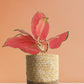 Aglaonema Cherry Pink Plant (Medium)