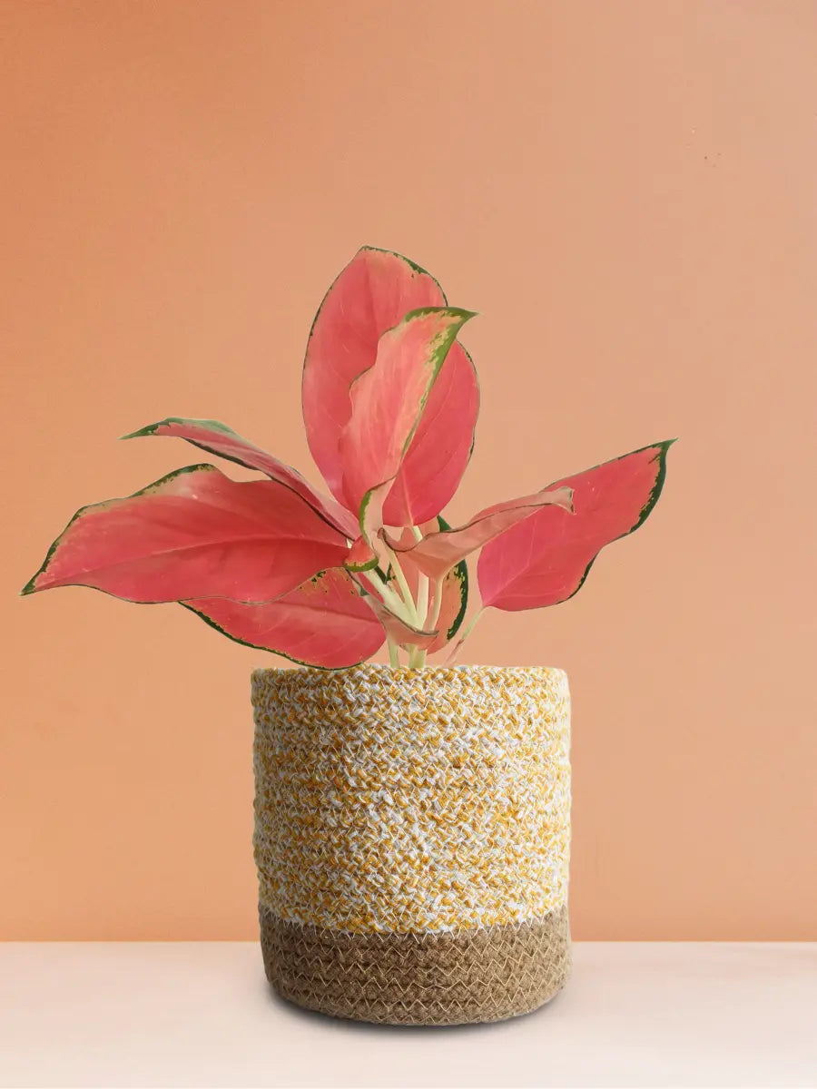 Aglaonema Cherry Pink Plant (Medium)