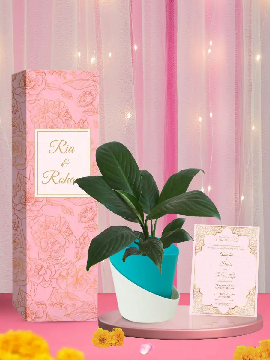 groom guests matrimony gifts peace lily plant