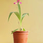 Ground Orchid Purple White (X-Large)