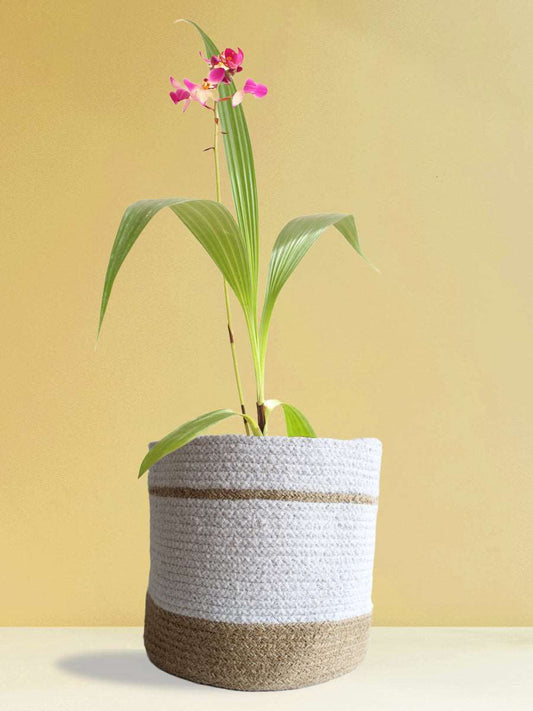 Ground Orchid Purple White (X-Large)