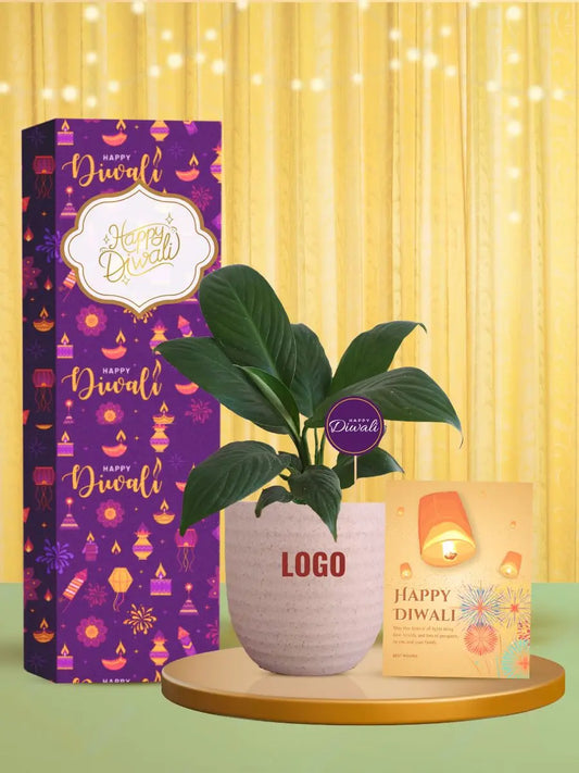 hardy green plants for diwali token for customers gifts
