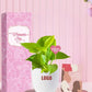 hardy money plants for women's day gift that last