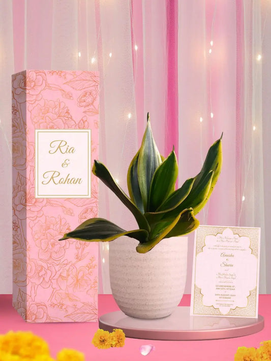 hardy plants as return gifts for wedding matrimony