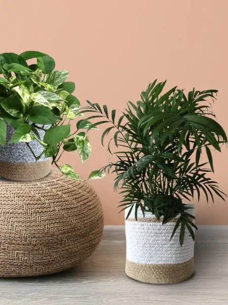 Buy air purifying oxygen plants for home