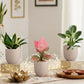 Three Plants Combo for Home in Eco Pots (Small)