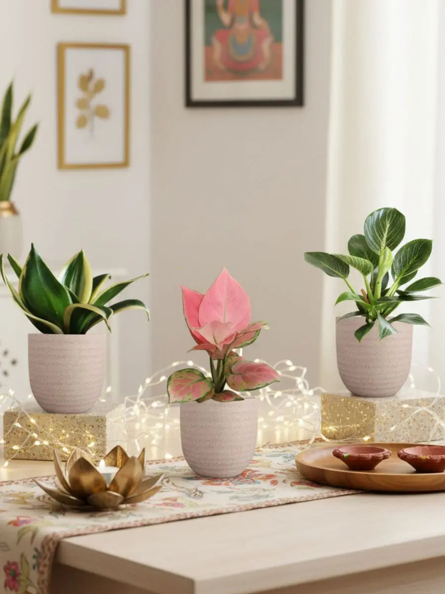 Three Plants Combo for Home in Eco Pots (Small)