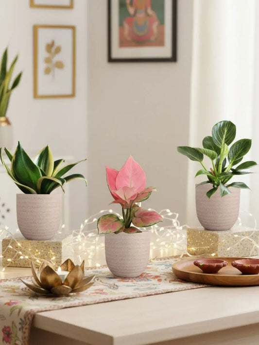 Three Plants Combo for Home in Eco Pots (Small)