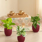 Three Money Plant Combo in Eco Pots (Small)
