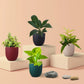 Indoor Plants Combo for Home Decor in Eco Pots (Small)