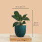 Indoor Plants Combo for Home Decor in Eco Pots (Small)