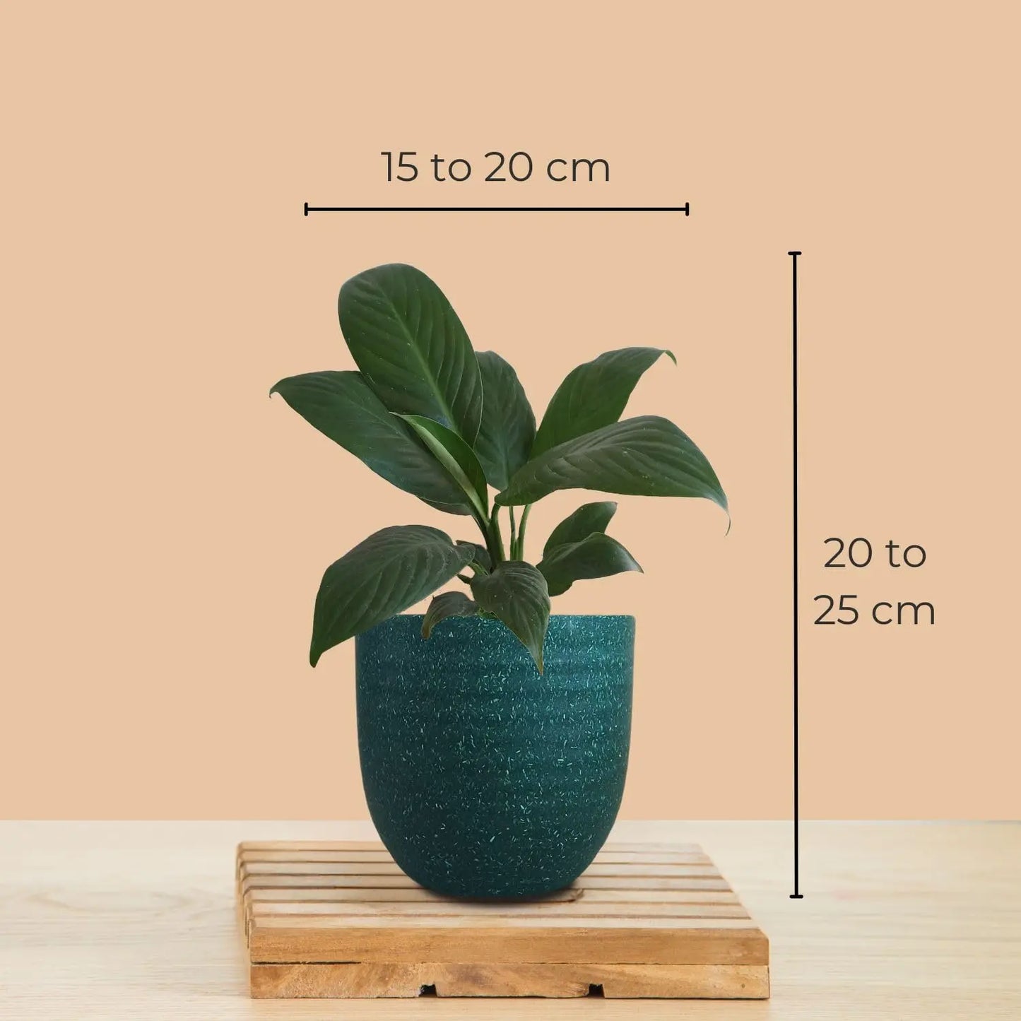 Indoor Plants Combo for Home Decor in Eco Pots (Small)