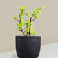 Jade Mini Plant Gift in Eco Pot (Small)
