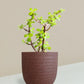 Jade Mini Plant Gift in Eco Pot (Small)